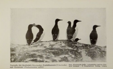 1926 - Torbalke, Trottellummen, Komorane / Rotkehltaucher ... - alter Druck